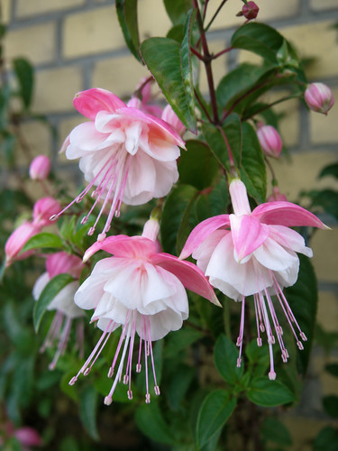 Sale2343 fuchsie campanella - sale2343,