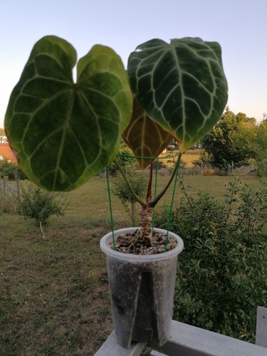 Anthurium crystallinum große - anthurium,