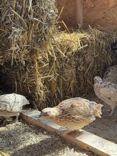 60x Bruteier Wachteln