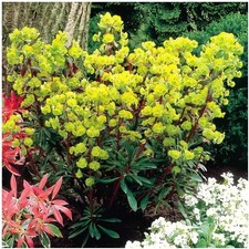 1 x Euphorbia amygdaloides