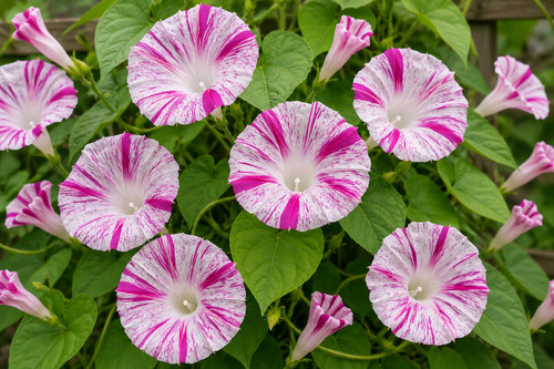 Ipomoea purpurea venice pink - purpurea,