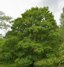 Feldahorn 125-150cm - Acer campestre