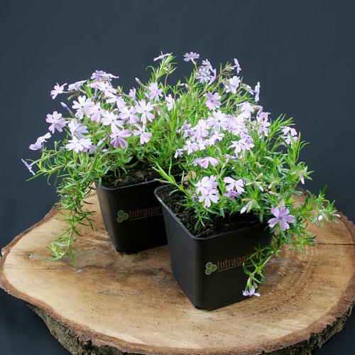 Teppichphlox flammenblume - teppichphlox,
