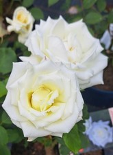 Edelrose Pape Jean Paul II ® / Johannes Paul II ® Jacsegra ®, Zary, vor 2006, re