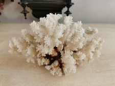 Alter Korallen Kaum weiß T6973