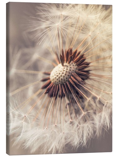 Leinwandbild pusteblume - leinwandbild,