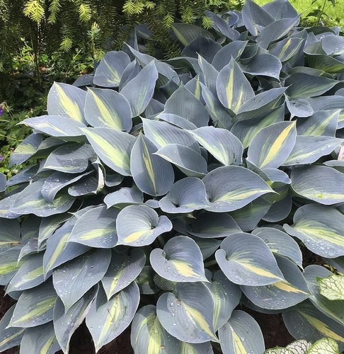 Funkie grand marquee hosta - grand,