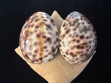 Gerda Lynggaard Monies