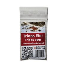 Triops longicaudatus Red –
