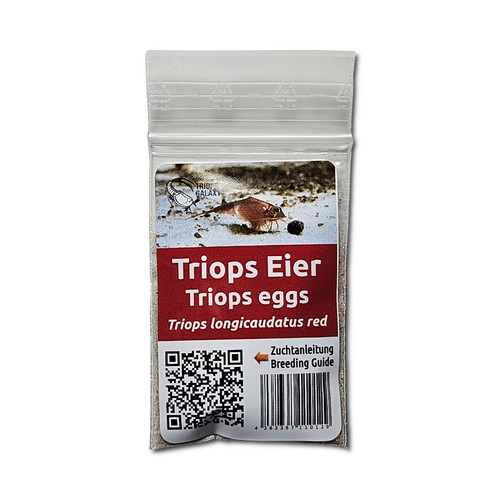 Triops longicaudatus red - triops,