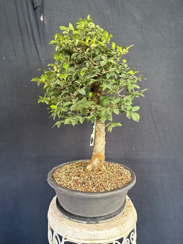 Feldulme bonsai prebonsai - feldulme,