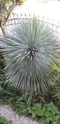 Palmlilie yucca rostrata - -,