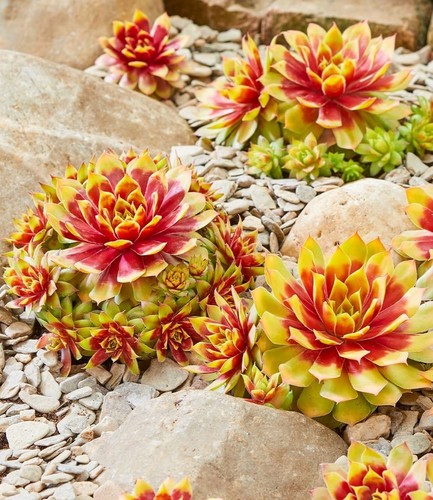 Baldur garten sempervivum - garten,