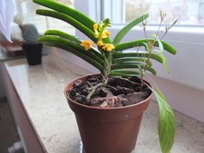 Asconcentrum miniatum