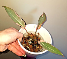 Philodendron Atabapoense