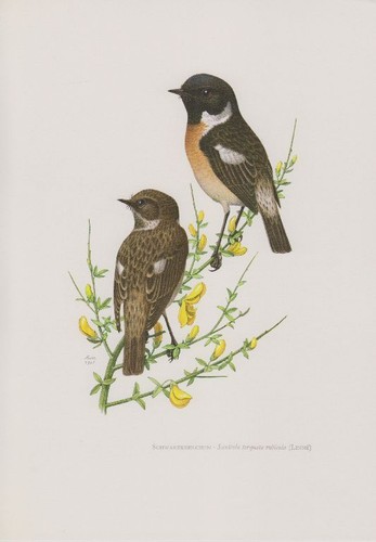 Schwarzkehlchen saxicola - schwarzkehlchen,