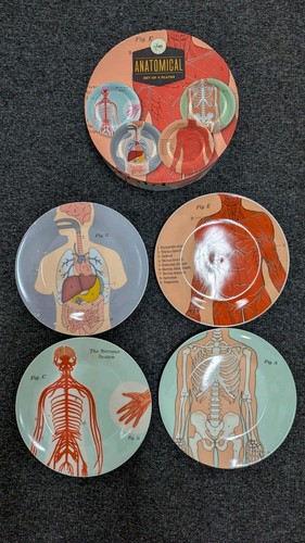 4er set anatomische cm - 4er,