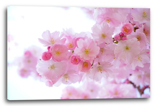 Wandbild blumenbilder - wandbild,