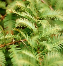 Urweltmammutbaum Chinesisches