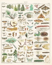 Moths motte schmetterling - motte,