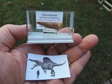 schöner Zahn vom Spinosaurus