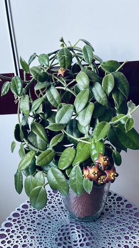 Hoya optimistic - hoya, (ableger)