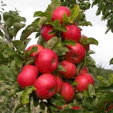 Säulenapfel Sonate –