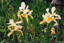 Iris x orientalis Steppen-Schwertlilie, 4 Pflanzen