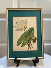 Druck schöne Blumen 2 von 3 weisse Seerose 1953  Real Vintage / Retro 