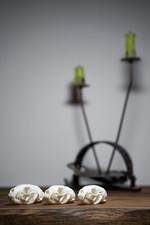 Echter Marderschädel - Präparat, Deko, Sammlerstück, Naturalia, Trophäe, Knochen