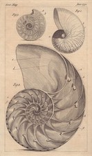 Die Muschel der Nautilus, Naut