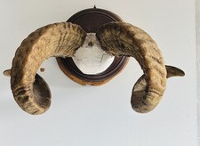 Mufflon Widder Geweih