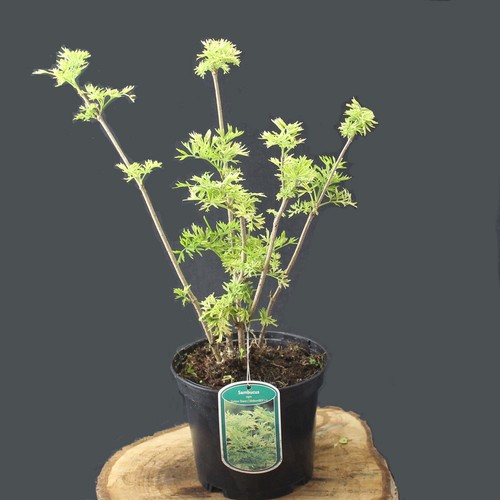 Säulen holunder sambucus - säulen,