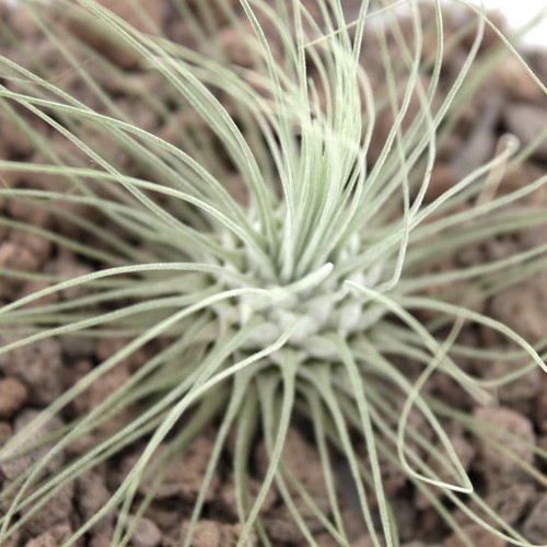 Exotenherz tillandsia - -,