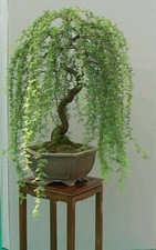 Bonsai Green Weeping Willow