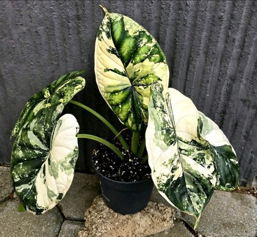 Großes austreibendes alocasia - großes,