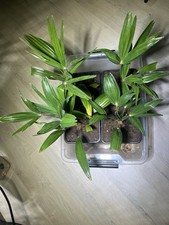 Trachycarpus fortunei