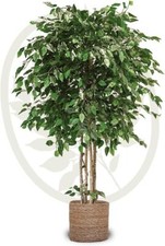 Ficus kunstpflanze 190x100 - ficus,