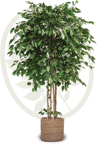 Ficus kunstpflanze 190x100 - kunstpflanze,