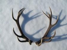 Kapitale Abwurfstange Paar