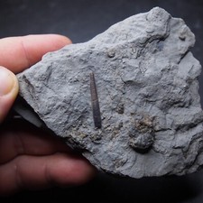 Belemnite Acrocoelites Lias