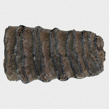 Fossil Steppenmammut