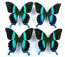 Set 4 x Papilio blumei