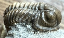 Trilobit Trilobite Gerastos