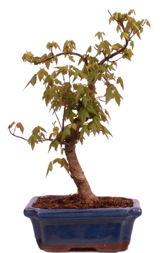 Bonsai acer buergerianum - -,