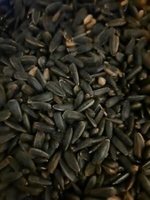 Sonnenblumenkerne 10kg