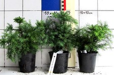 Cryptomeria japonica "Monstrosa Nana",    - Zwergform -  der jap. Sicheltanne