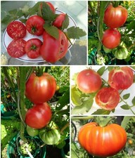 Brandywine PINK Fleischtomate Alte super Sorte  bis 500 g