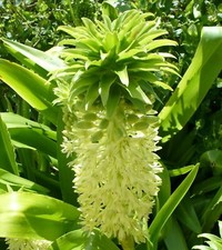 SAMEN seltene Blumen Samen: Ananas-Lilie - ein Exot für jeden Garten !