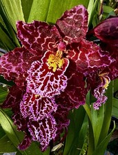 Odontoglossum Kobe Dark Tiger
